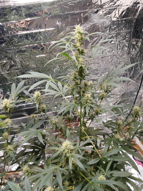 Northern Lights Auto FB. Week 8