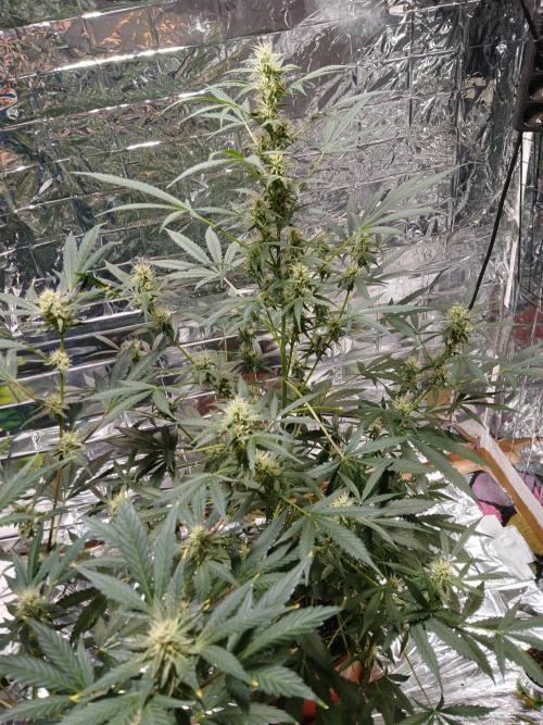 Northern Lights Auto FB. Week 8