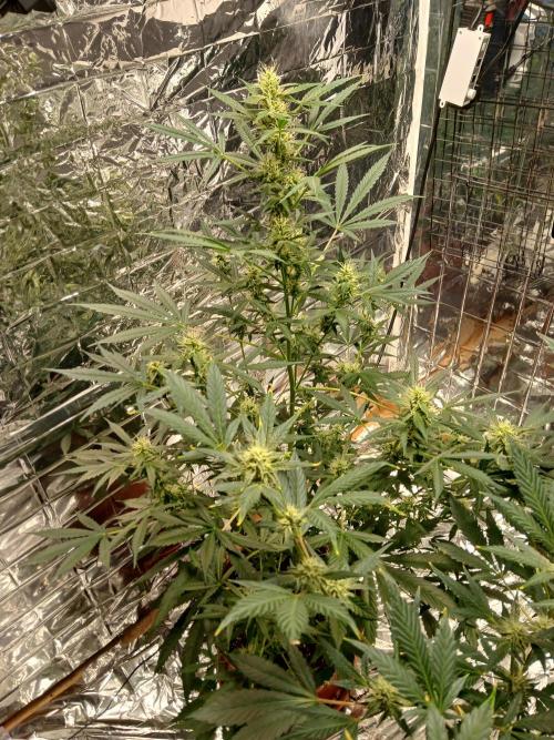 Northern Lights Auto FB. Week 9