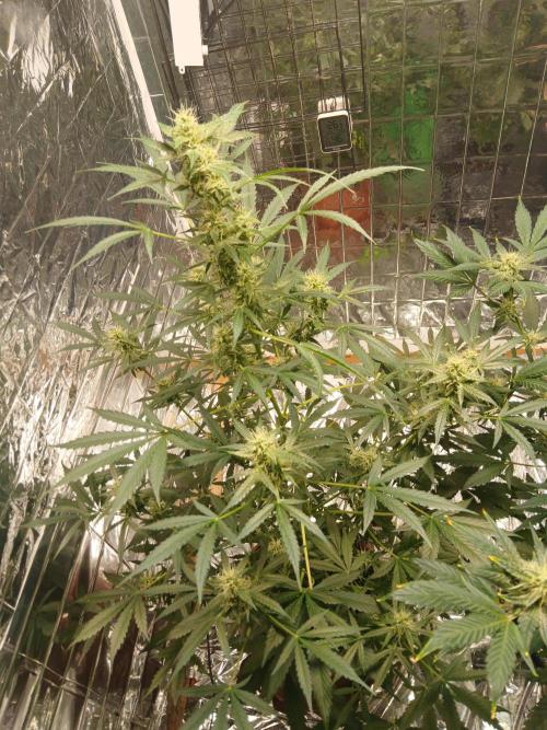 Northern Lights Auto FB. Week 9