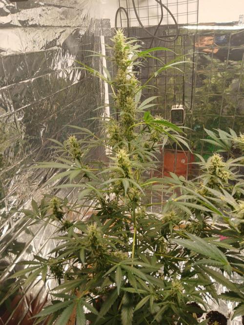 Northern Lights Auto FB. Week 9
