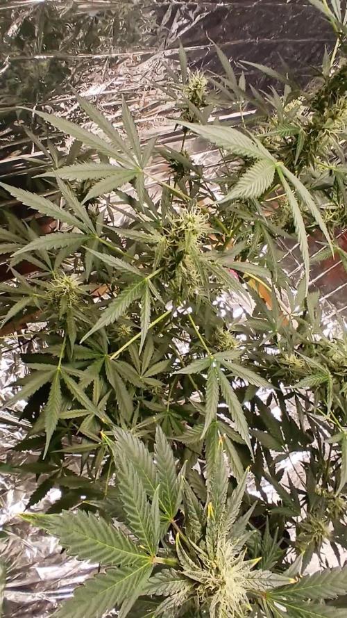 Northern Lights Auto FB