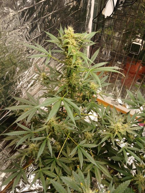 Northern Lights Auto FB. Week 9