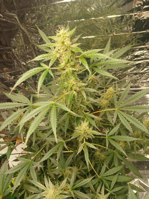 Northern Lights Auto FB. Week 9