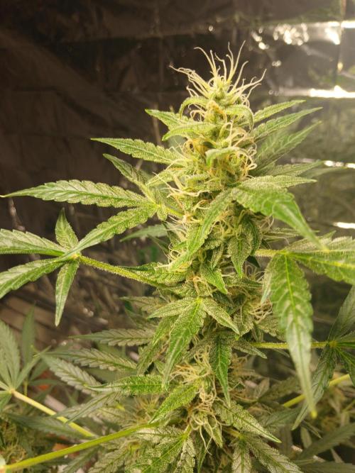 Northern Lights Auto FB. Week 9