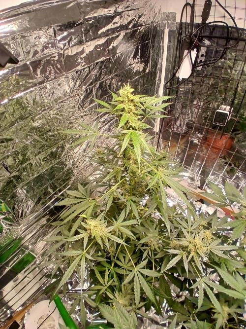 Northern Lights Auto. Week 10