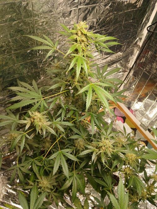 Northern Lights Auto FB. Week 11
