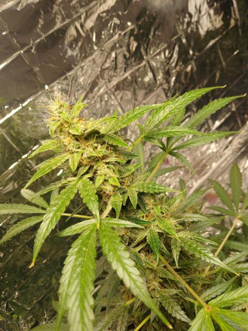 Northern Lights Auto FB. Week 11