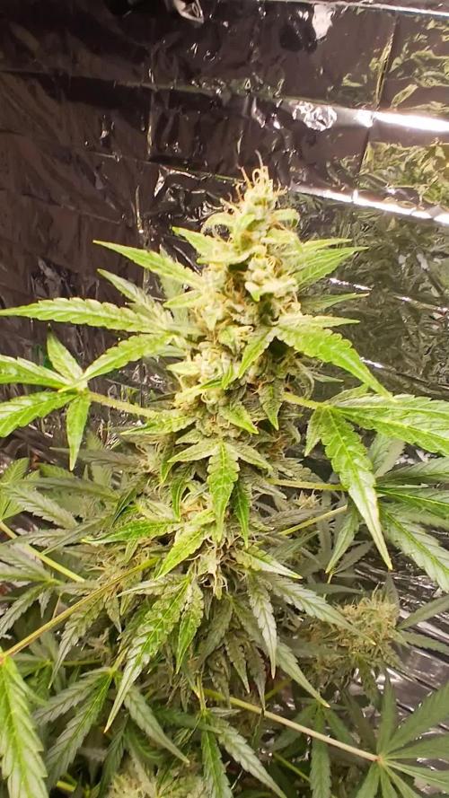 Northern Lights Auto FB