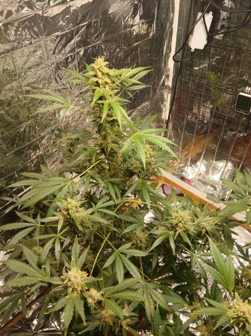 Northern Lights Auto FB. Week 11