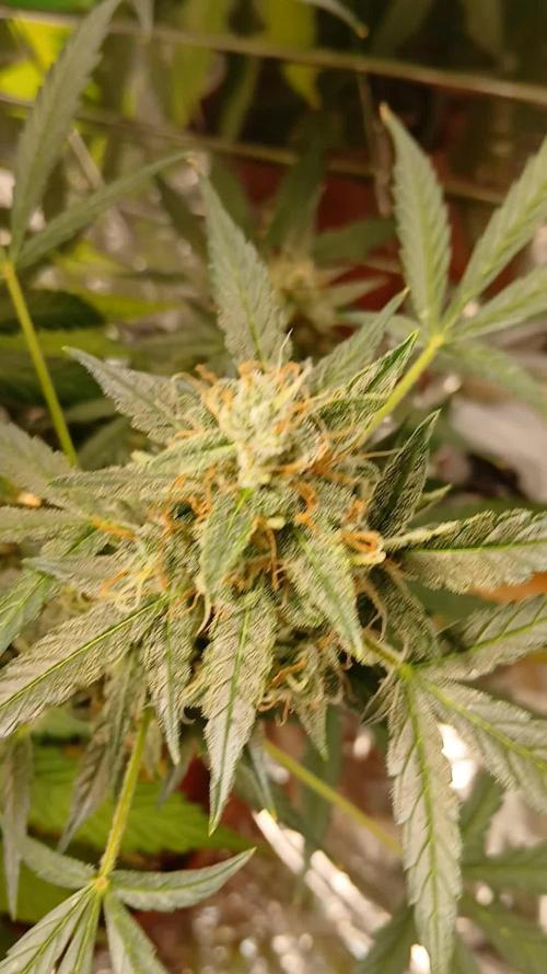 Northern Lights Auto FB