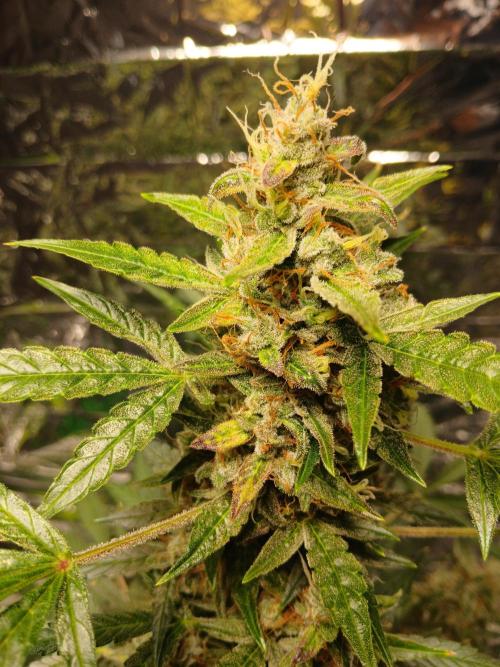 Northern Lights Auto FB. Week 12