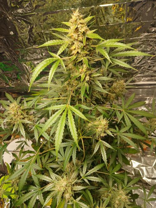 Northern Lights Auto FB. Week 12