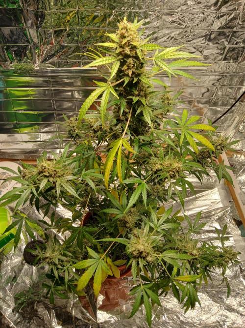 Northern Lights Auto FB. Week 13