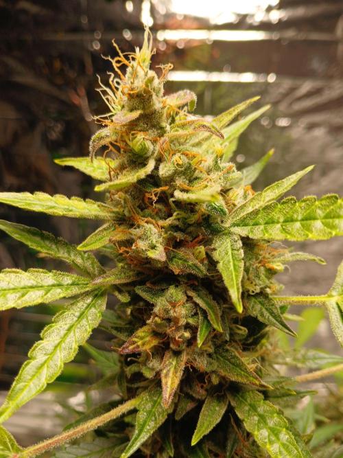 Northern Lights Auto FB. Week 13