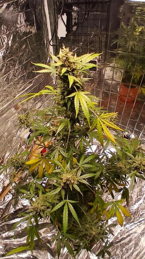 Northern Lights Auto FB
