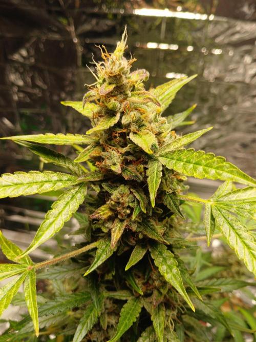 Northern Lights Auto FB. Week 13
