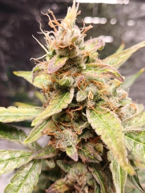 Northern Lights Auto FB. Week 13