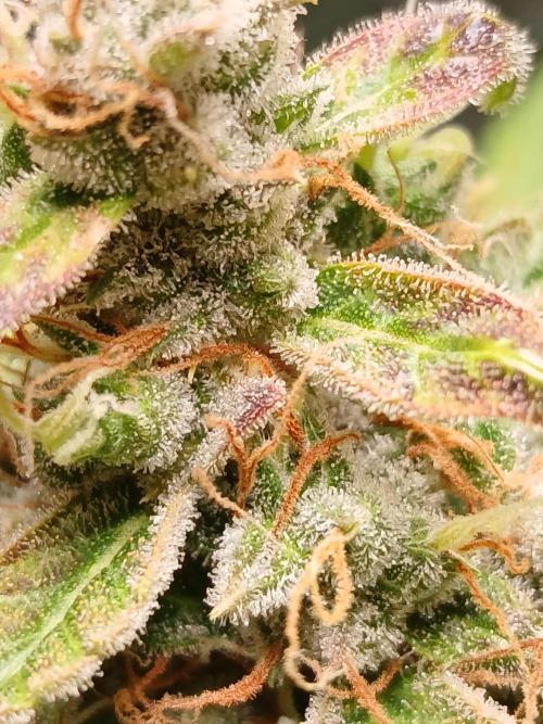 Northern Lights Auto FB. Week 13