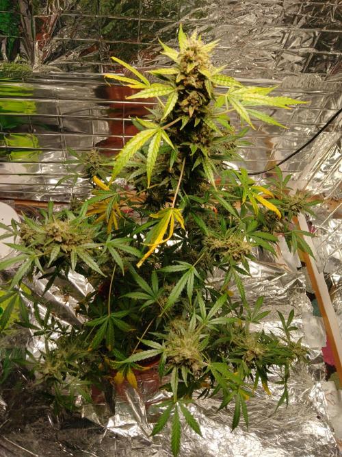 Northern Lights Auto FB. Week 13