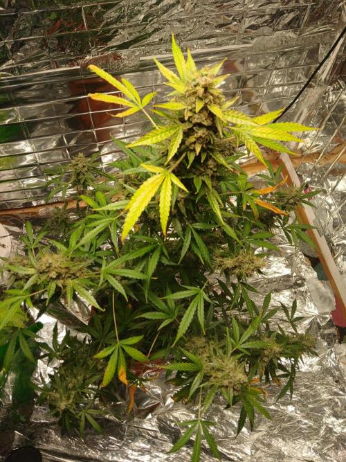Northern Lights Auto FB. Week 14