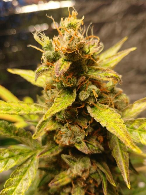 Northern Lights Auto FB. Week 14