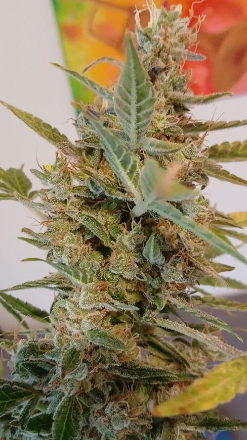 Northern Lights Auto FB