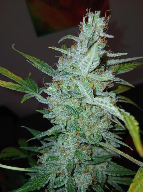 Northern Lights Auto FB. Week 14