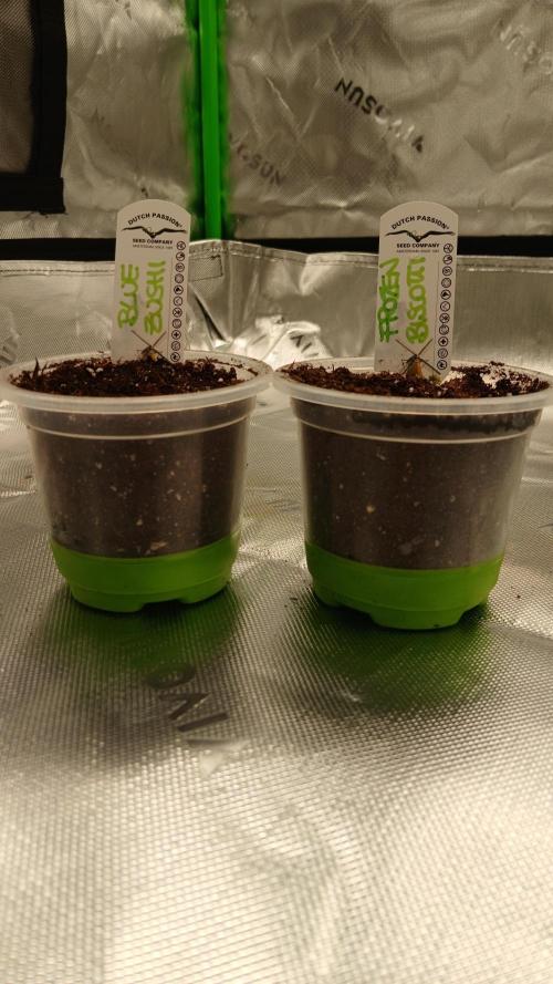 Blue Zushi Dutch Passion. Week 0