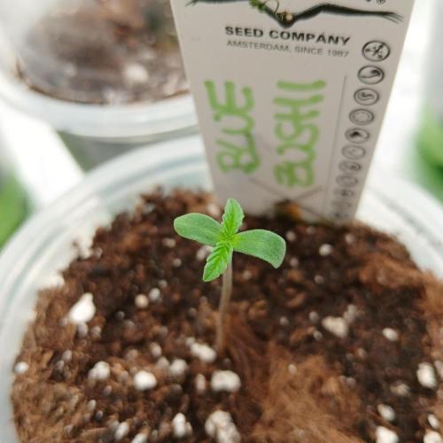 Blue Zushi Dutch Passion. Week 0