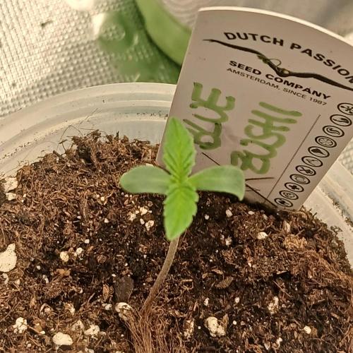 Blue Zushi Dutch Passion. Week 0