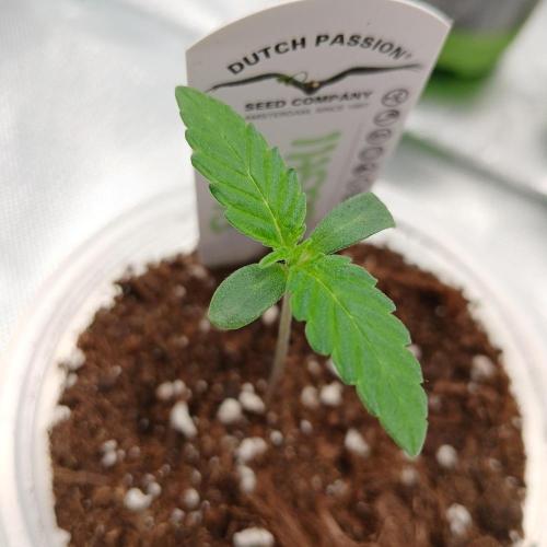 Blue Zushi Dutch Passion. Week 0