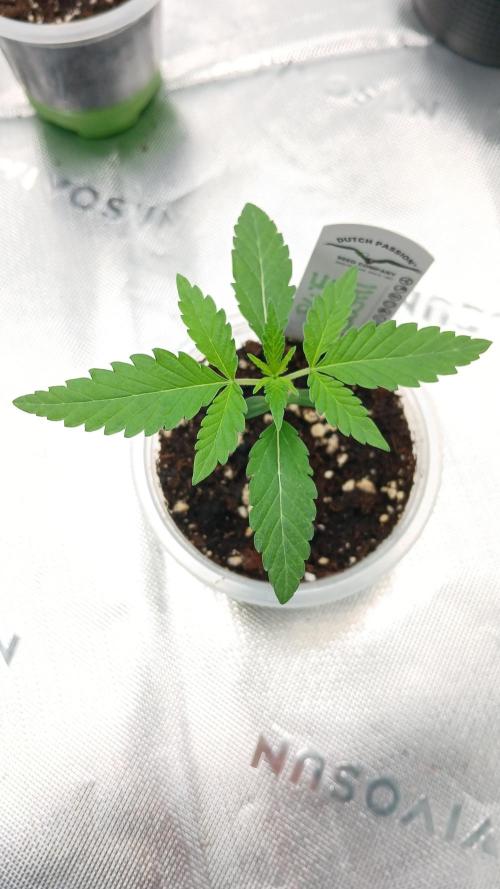 Blue Zushi Dutch Passion. Week 1