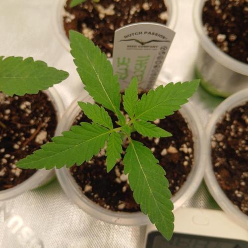 Blue Zushi Dutch Passion. Week 1