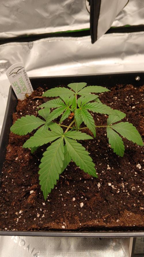 Blue Zushi Dutch Passion. Week 2