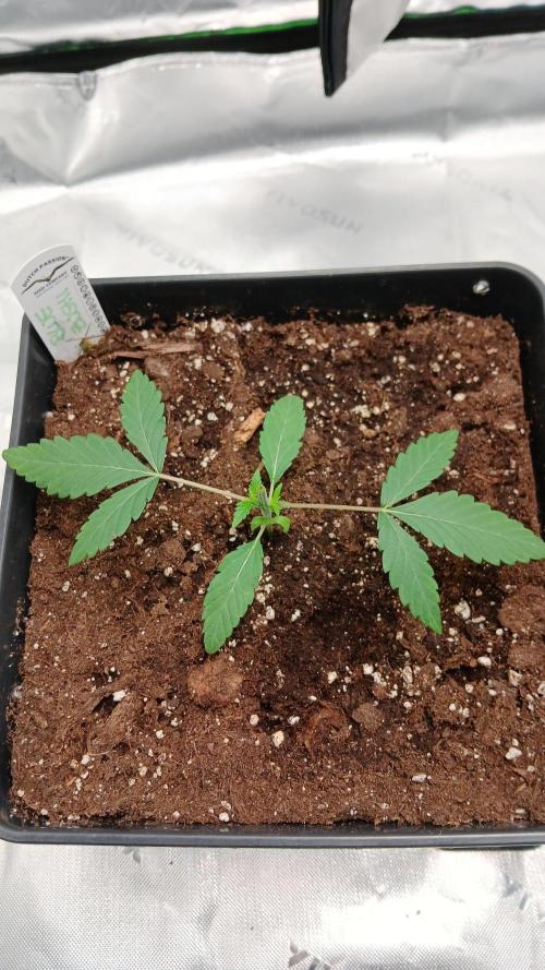 Blue Zushi Dutch Passion. Week 2