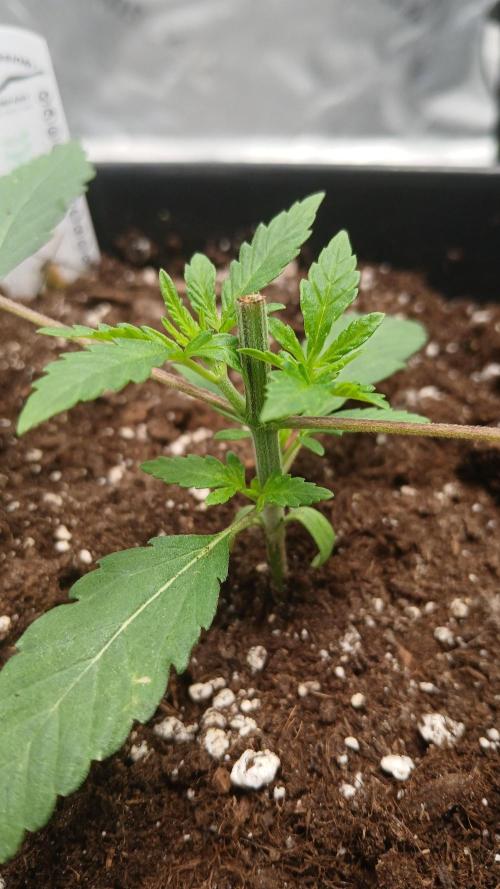 Blue Zushi Dutch Passion. Week 2