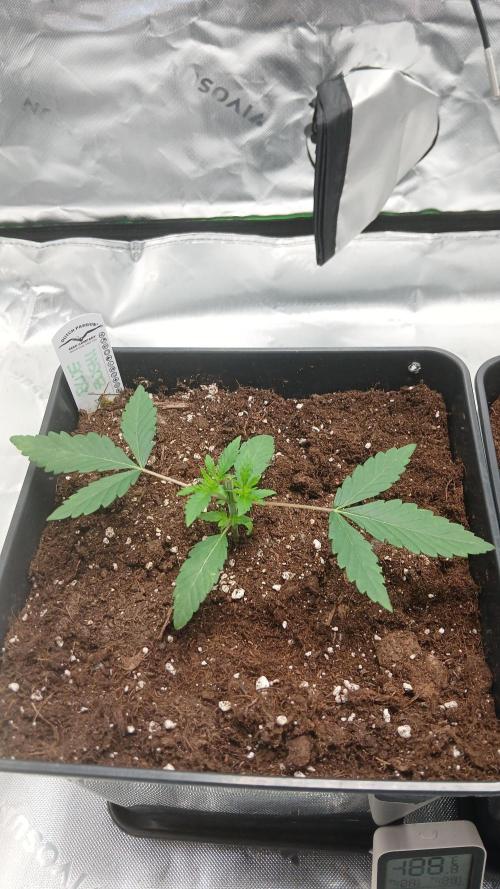Blue Zushi Dutch Passion. Week 2