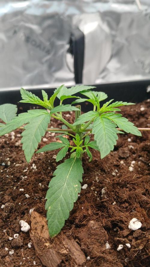 Blue Zushi. Week 2