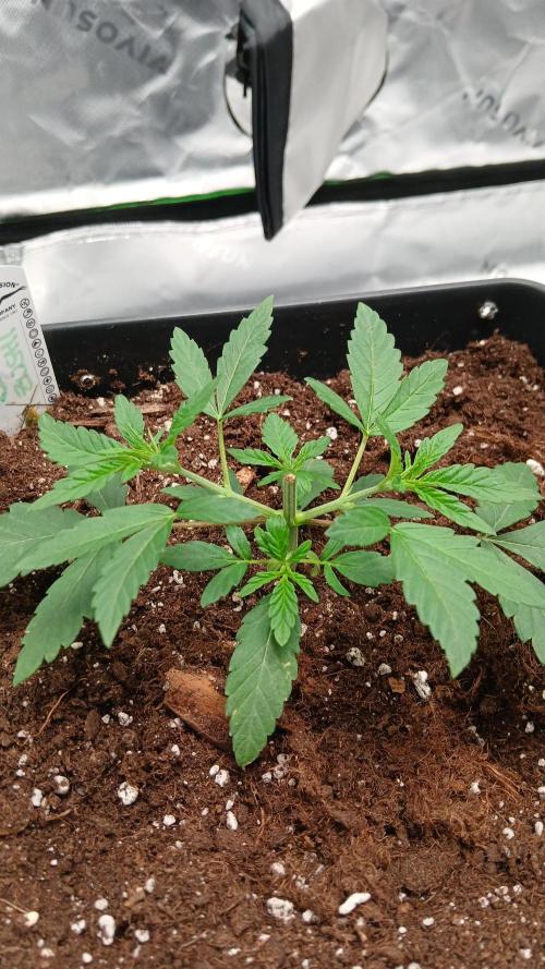 Blue Zushi Dutch Passion. Week 3