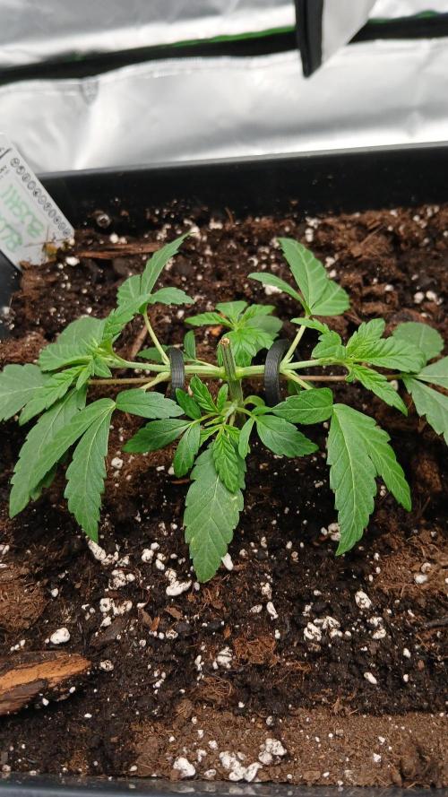 Blue Zushi Dutch Passion. Week 3