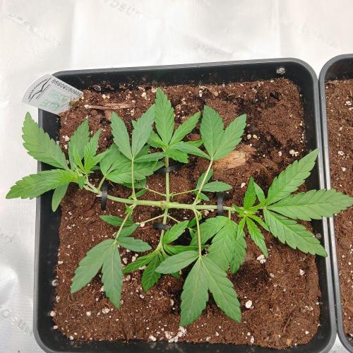 Blue Zushi Dutch Passion. Week 3