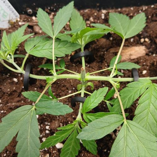 Blue Zushi Dutch Passion. Week 3