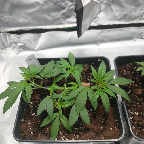 Blue Zushi Dutch Passion. Week 3