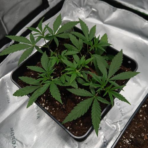 Blue Zushi Dutch Passion. Week 4
