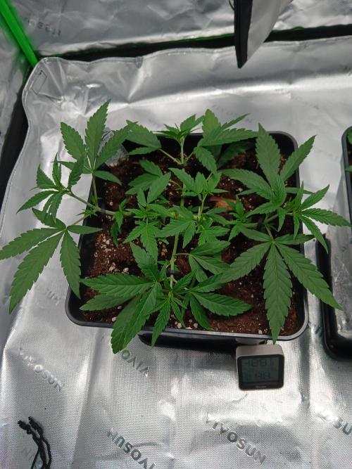 Blue Zushi Dutch Passion. Week 4