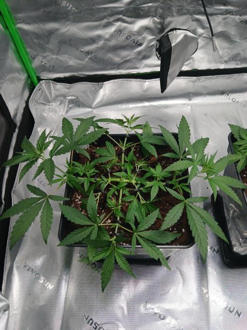 Blue Zushi Dutch Passion. Week 4