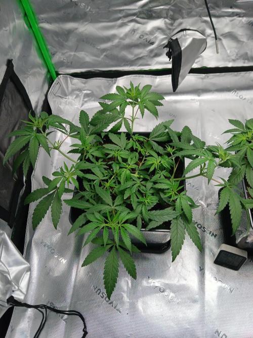 Blue Zushi Dutch Passion. Week 5