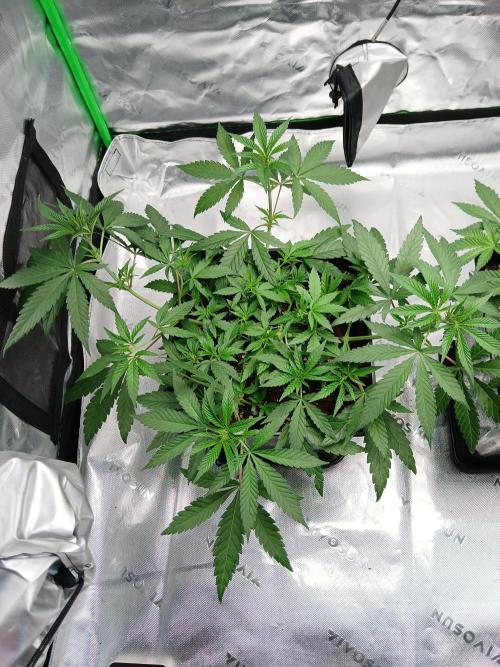 Blue Zushi Dutch Passion. Week 5