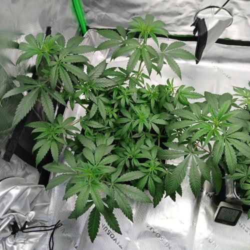 Blue Zushi Dutch Passion. Week 5